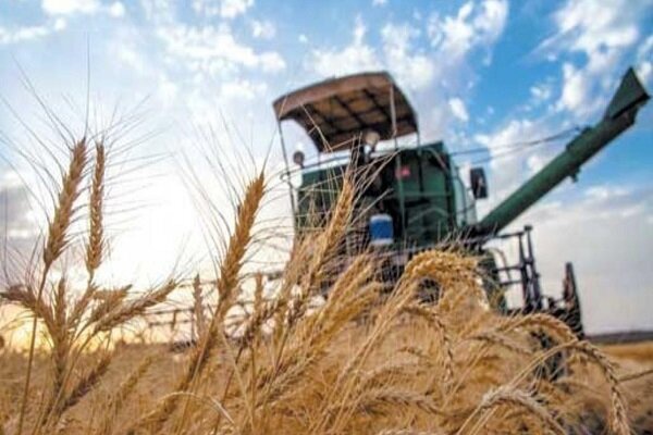آذربایجان غربی به استان وارد کننده گندم تبدیل شد