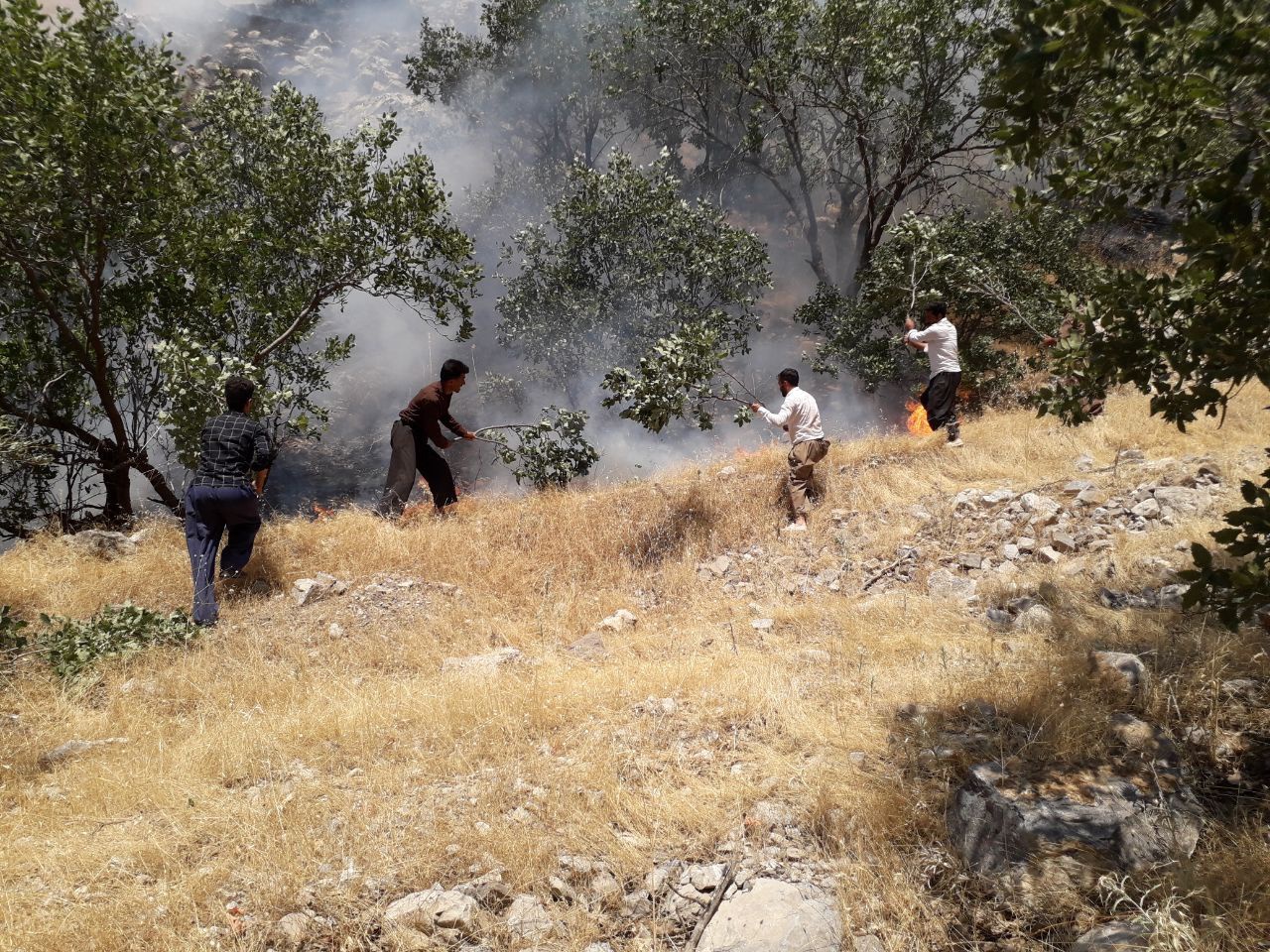 تراژدی تکراری آتش سوزی در جنگل های اورامانات / امید احمدیان