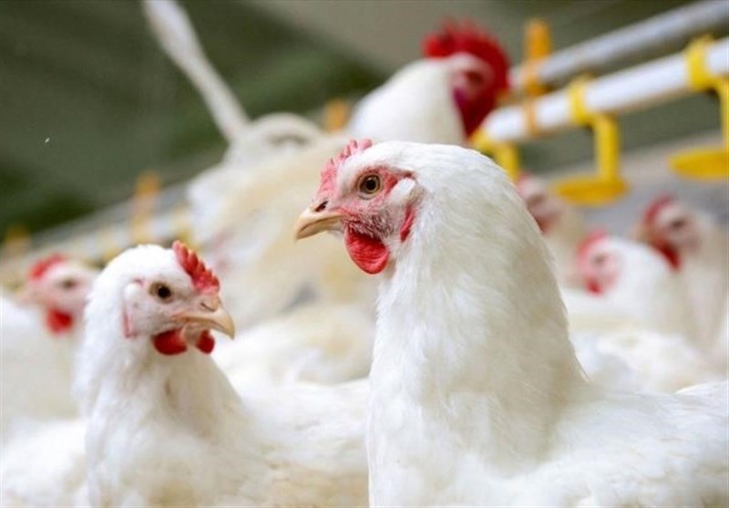 آذربایجان غربی رتبه دوم تولید گوشت مرغ را در ایران کسب کرد