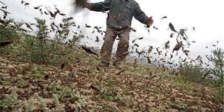 مبارزه با آفت ملخ بومی در هزار و ۱۶۰هکتار از اراضی کشاورزی آذربایجان غربی