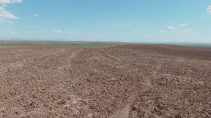 درد خشکسالی بر تن زخمی مزارع کردستان
