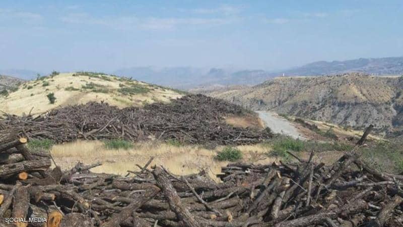 درخواست اربیل و بغداد از ترکیه برای متوقف کردن روند سرقت درختان شمال عراق