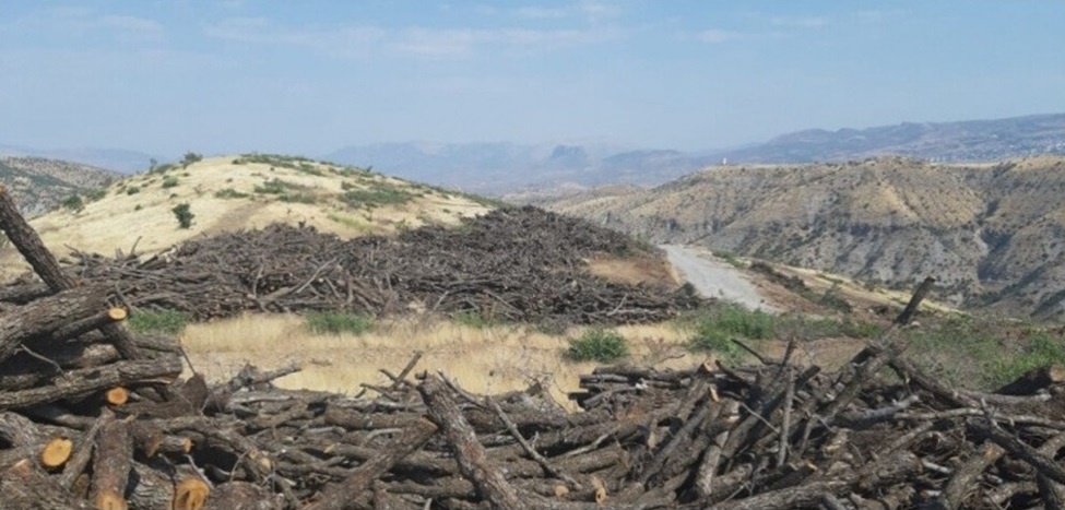 دستور بشیر حداد برای پیگیری قطع درختان در مناطق مرزی اقلیم کردستان توسط ارتش ترکیه