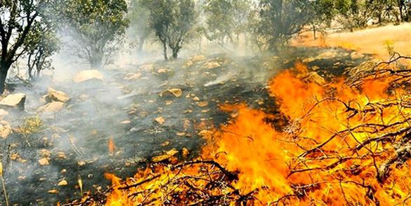 آتش زدن مراتع و جنگل ها مجازات و جریمه نقدی دارد