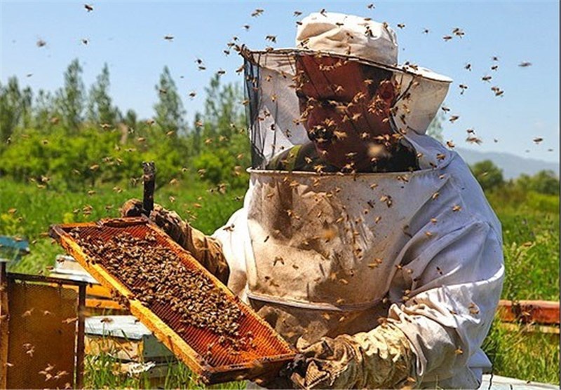 آذربایجان غربی رتبه اول تولید عسل در ایران/ زنجیره تولید باید تشکیل شود