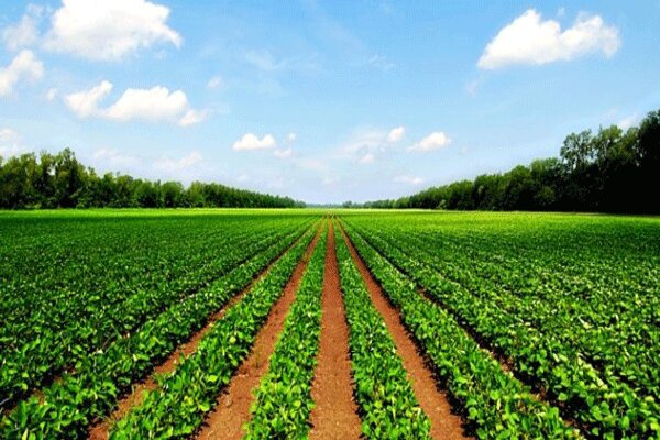میزان اشتغال در بخش کشاورزی آذربایجان غربی بیشتر از سهم کشوری