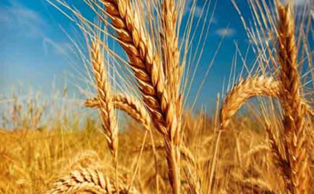 کاهش بارندگی ها تولید گندم آذربایجان غربی را کاهش داد