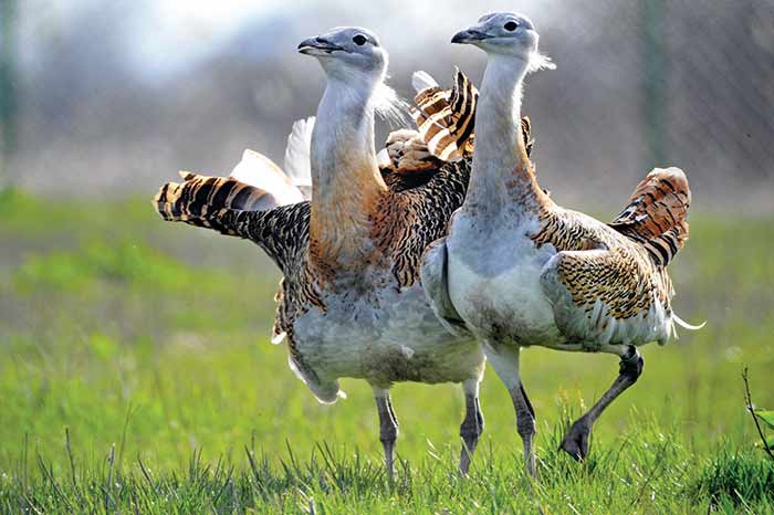 محصول ۳۸ هکتار اراضی کشاورزی بوکان برای حفاظت از میش مرغ ها خریداری شد