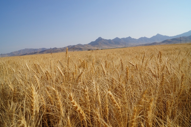 خشکسالی تولید گندم را در قروه  کاهش داد