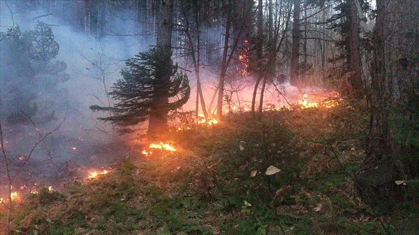 جنگل های مریوان همچنان می سوزند/رغبتی برای مهار آتش در مسئولان نیست