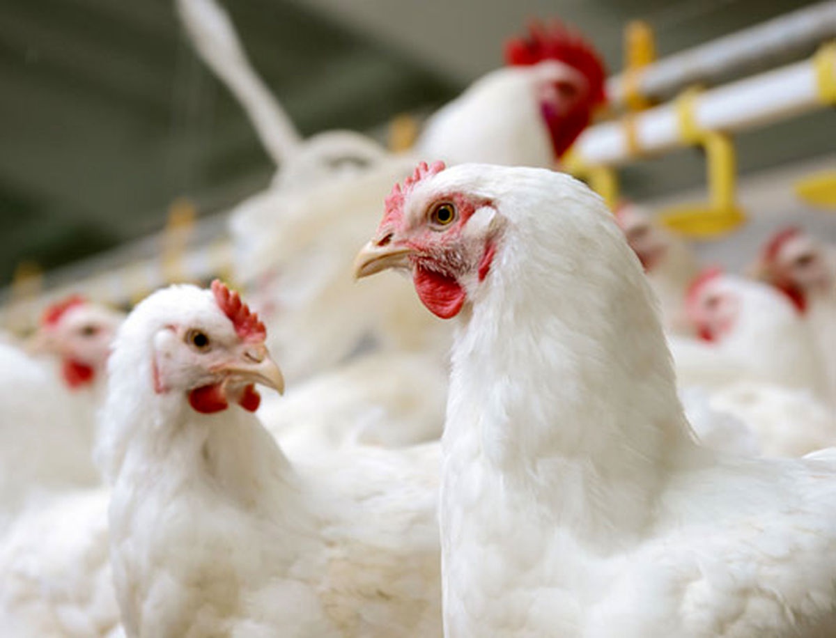 توقیف ٢ هزار قطعه مرغ زنده با مجوز جعلی در اشنویه
