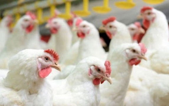 کاسبان امین به کمک  تنظیم بازار مرغ استان می آیند