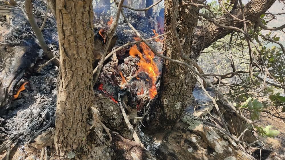 17 هکتار دیگر از جنگل‌های مریوان طعمه آتش شد