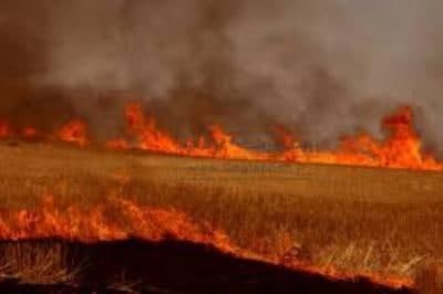 آتش ٥٠ هکتار گندم زار در پیرانشهر را خاکستر کرد
