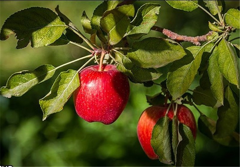 امیدها برای افزایش تولید سیب آذربایجان غربی، وقتی پای صادرات می لنگد