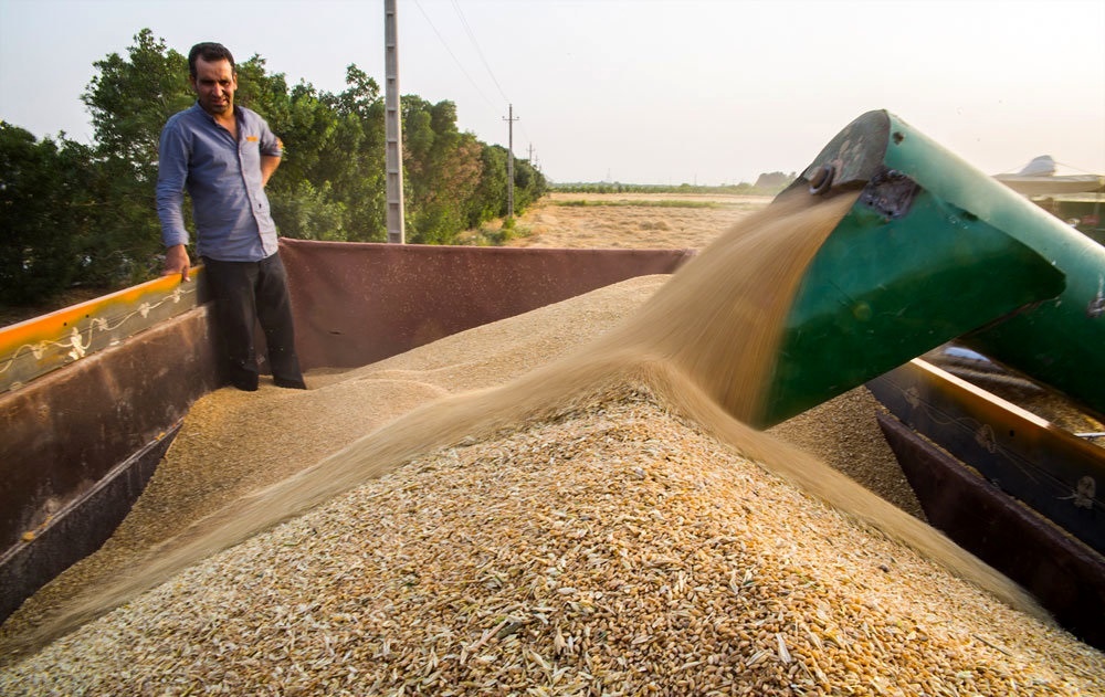 ۱۴۷ هزار تن گندم کشاورزان آذربایجان غربی خریداری شد