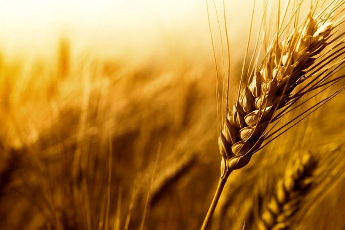206 هزار تن گندم مازاد بر نیاز از کشاورزان کردستانی خریداری شد