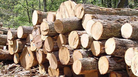 کشف 3 تن چوب جنگلی قاچاق در اشنویه