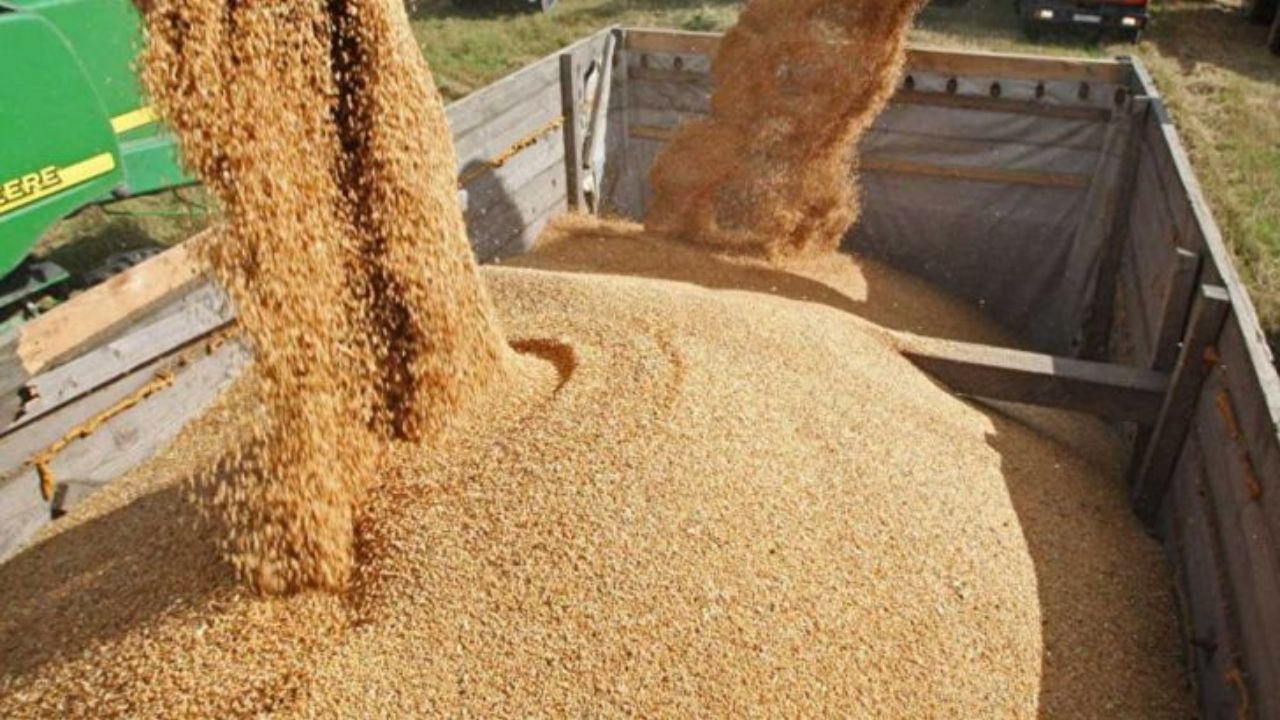 232 هزار تن گندم در کردستان خرید تضمینی شد