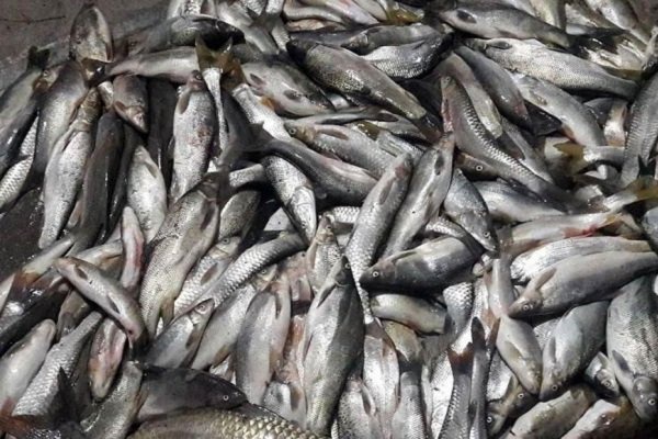 3.5 تن ماهی فاسد و غیرقابل مصرف در سنندج کشف و ضبط شد