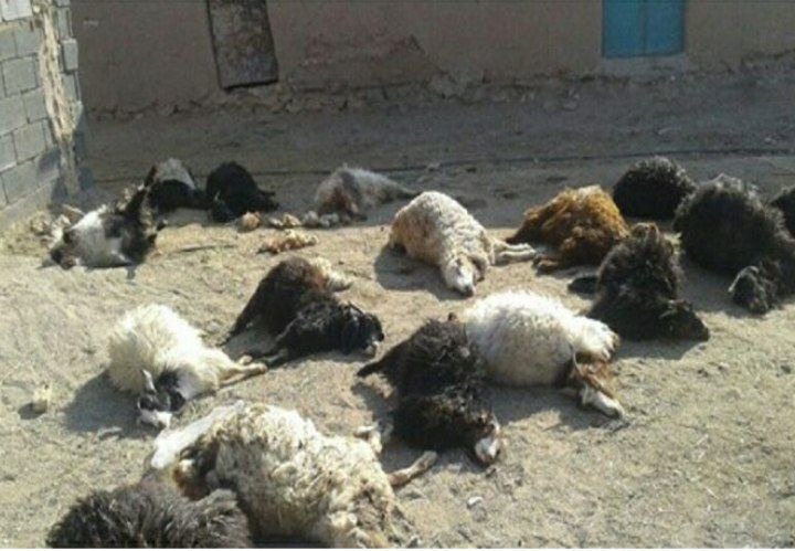 تلف شدن ۱۰۰ رأس گوسفند در هلیلان