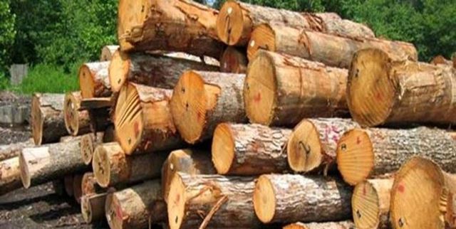 کشف ۳ تن چوب قاچاق در مهاباد