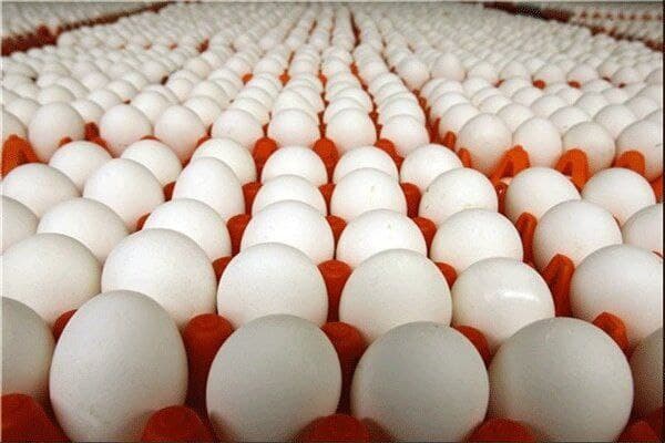 کشف 65 هزار عدد تخم مرغ قاچاق در کنگاور