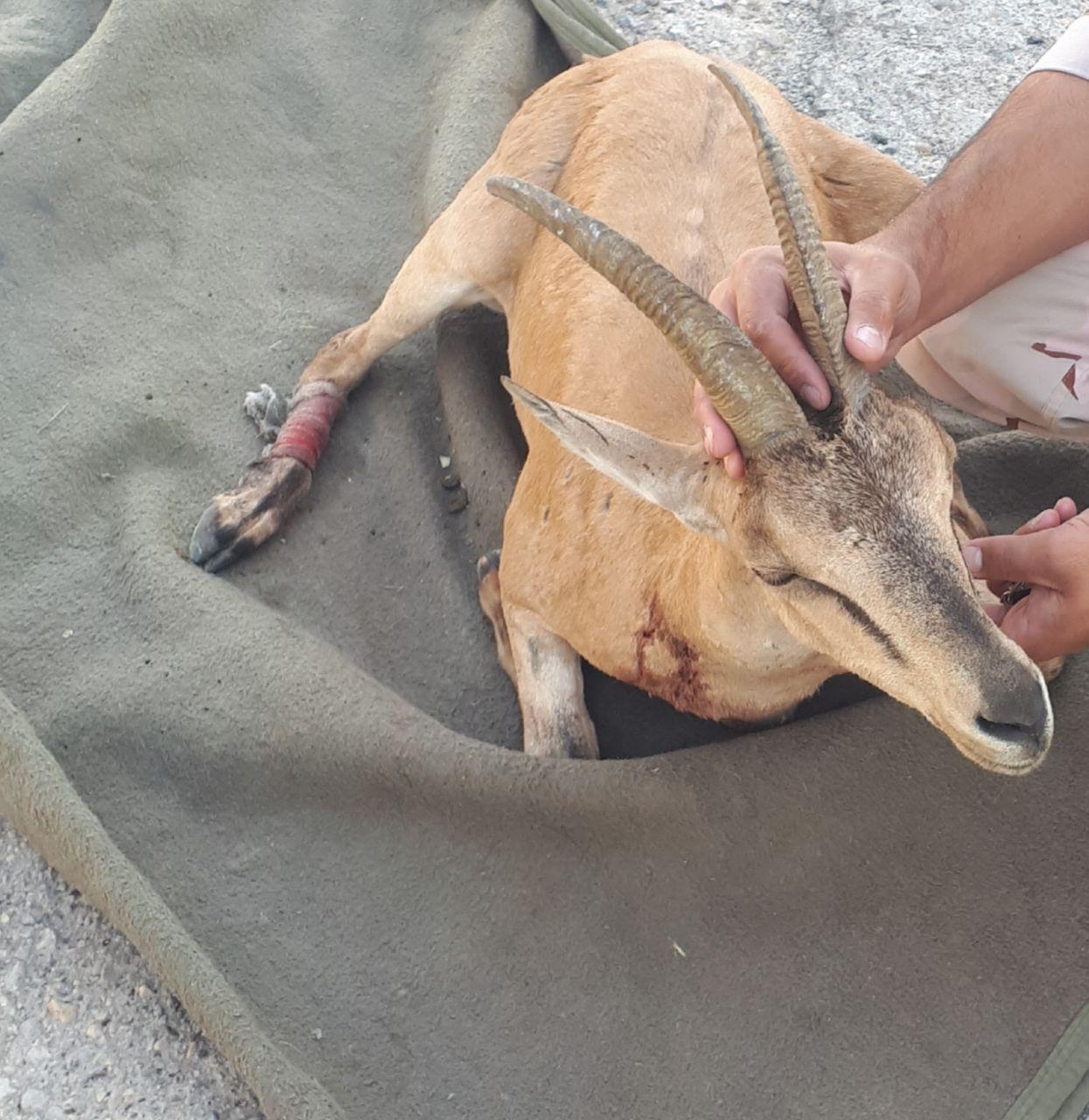 یک راس بز وحشی در ماکو قربانی طمع شکارچیان شد