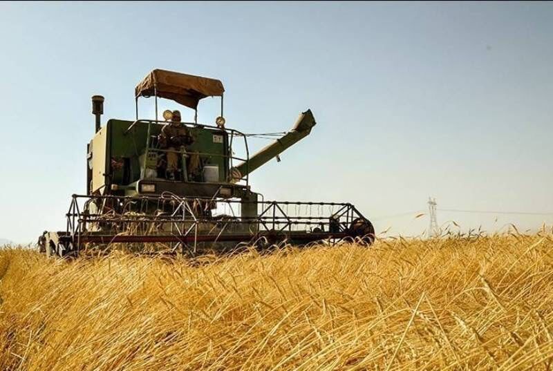 خرید تضمینی ۲۲۴ هزار تن گندم از کشاورزان آذربایجان غربی