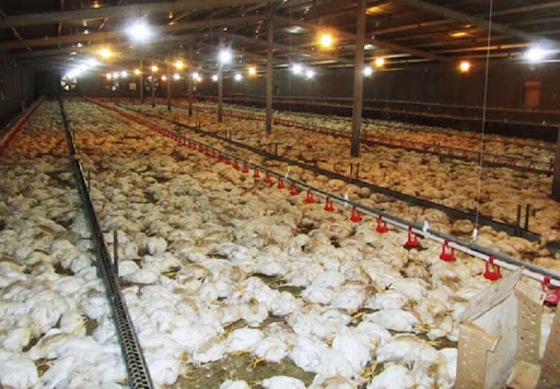 قطعی مکرر برق در مهاباد ۱۰ هزار قطعه مرغ مادر را تلف کرد
