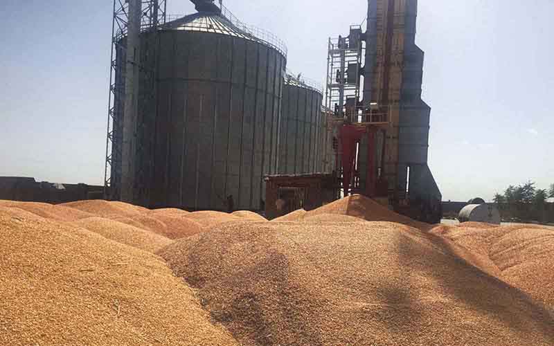 بیش از 269 هزار تن گندم مازاد برنیاز کشاورزان کرذستانی خریداری شد