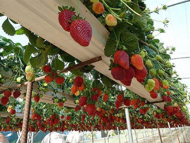 اخذ پروانه نشان حد مجاز آلاینده ها در چهار محصول کشاورزی در آذربایجان غربی