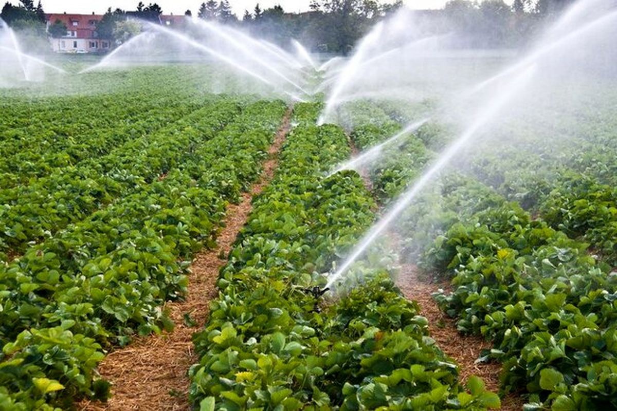 سالانه بیش از ۸۱۴ میلیون مترمکعب آب در بخش کشاورزی کردستان مصرف می‌شود