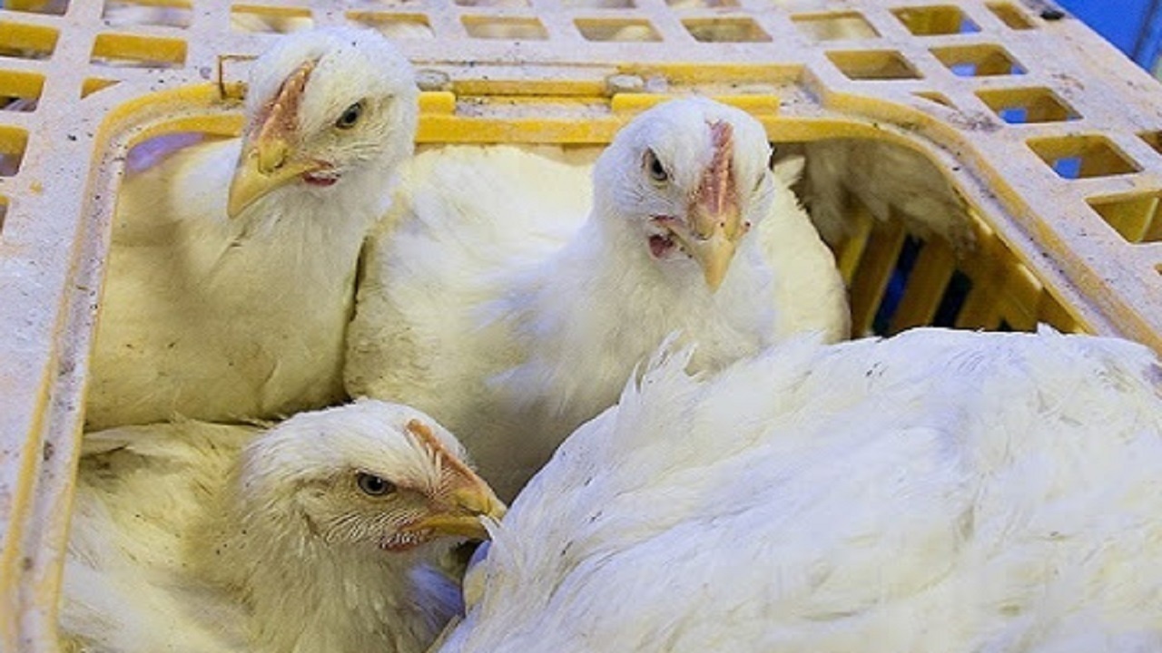 توقیف ۶۰۰ کیلوگرم مرغ زنده فاقد مجوز در مهاباد