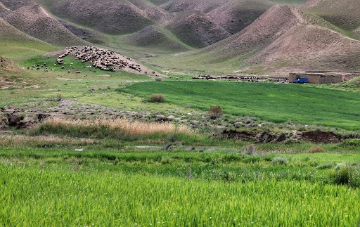 ممیزی ۹۸ درصد مراتع کردستان انجام شد