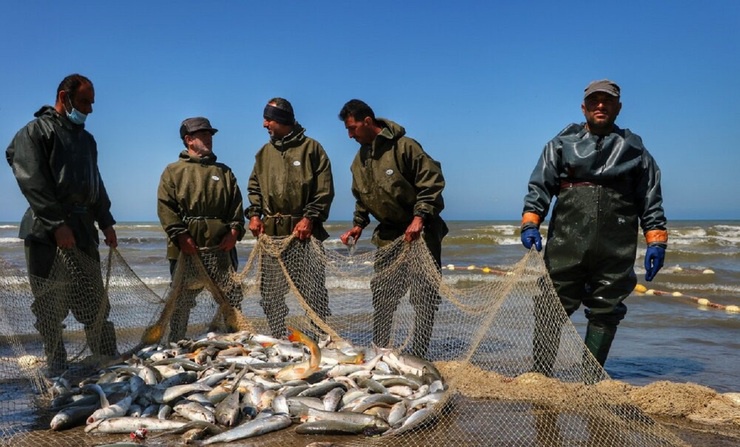 پیش بینی صید 6 تن ماهی توسط تعاونی های صیادی کردستان