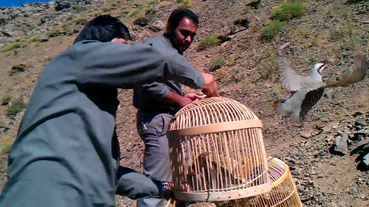 شکارچی نادم در مهاباد به جمع دوستداران محیط زیست پیوست