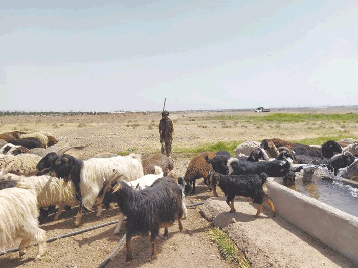 خشکسالی دامداری عشایر آذربایجان غربی را تهدید می کند
