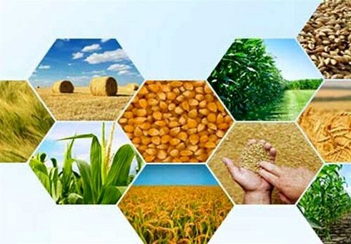 ضرورت تغییر نگاه فوری به کشاورزی در ایران/ منصور اولی