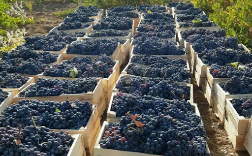 تولید بیش از ۱۴ هزار تن انگور سیاه در شهرستان سروآباد