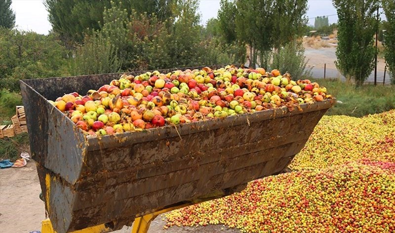 دسترنج  باغداران سیب در جیب کارخانه داران و دلالان