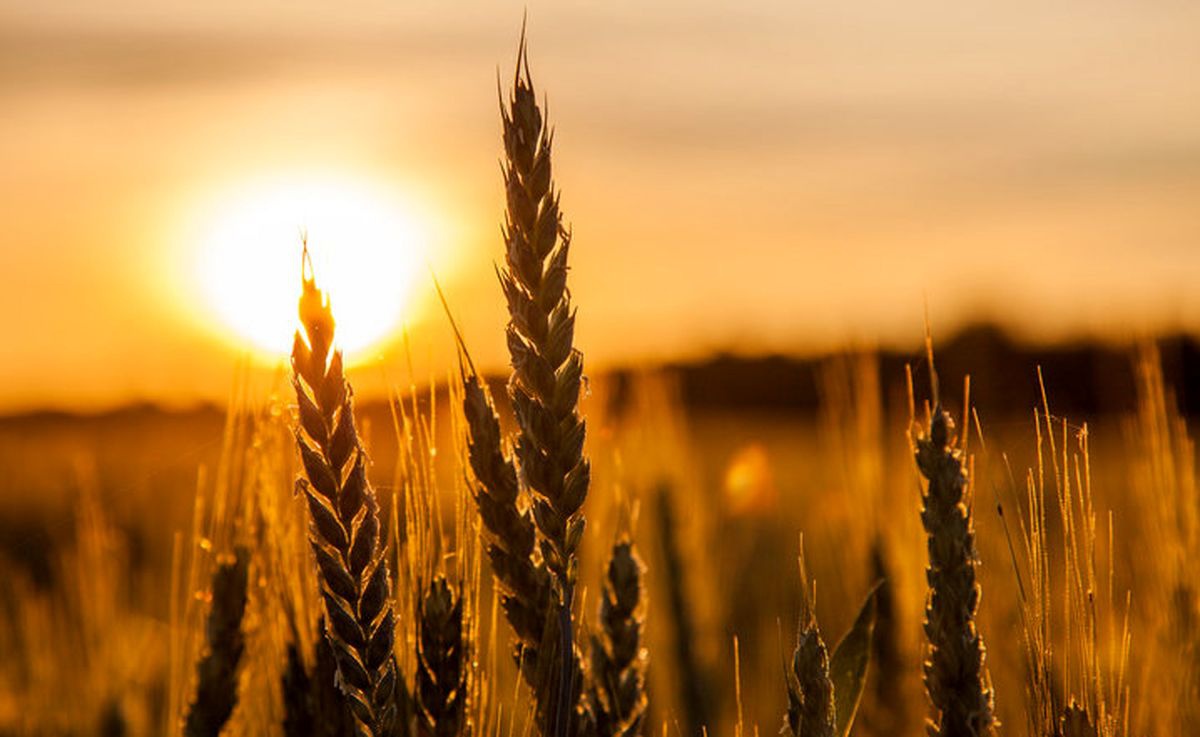کاهش ١٠ درصدی تولید گندم در آذربایجان غربی/ افزایش قیمت خرید تضمینی گندم در سال زراعی جدید