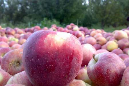 حذف رانت سیب صنعتی با افزایش ایستگاه های خرید سازمان تعاون روستایی