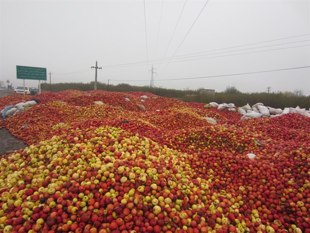 امید به حذف دلالان با قیمت هزار و ۴۶۰ تومانی خرید تضمینی سیب صنعتی