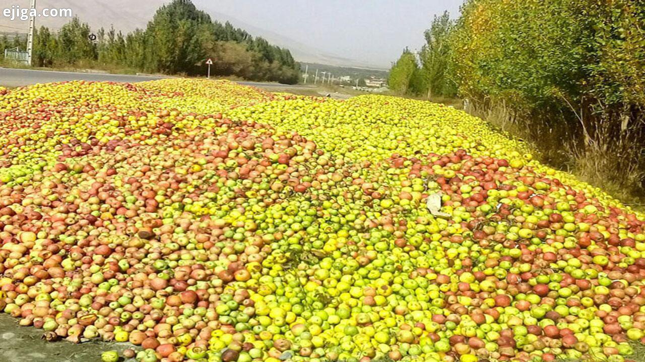 ٤٠٠ هزار تن سیب صنعتی روی دست کشاورزان آذربایجان غربی و شرقی ماند!