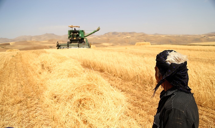 کشاورزان کردستان همچنان چشم انتظار اجرای مصوبه امهال وامهایشان/ دست خالی کشاورزان کردستانی برای خرید بذر و کود