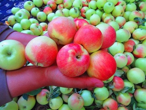 مجوز صادرات سیب صنعتی  صادر شد
