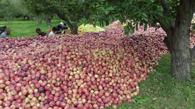 خرید 210 تن سیب باغداران توسط تعاون روستایی آذربایجان غربی