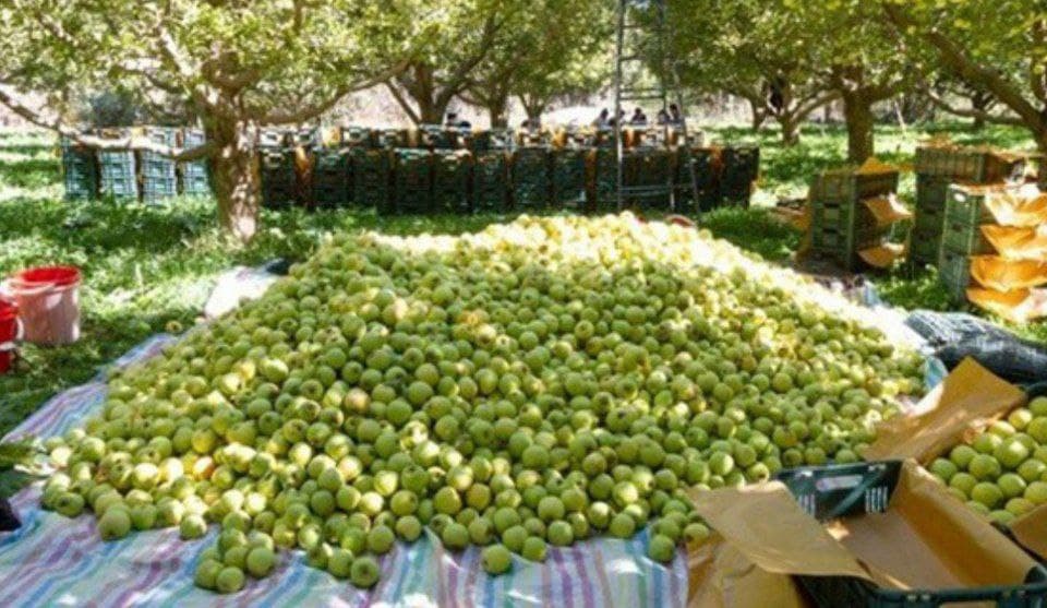پیش بینی برداشت ۵۵ هزار تُن سیب از باغات پیرانشهر