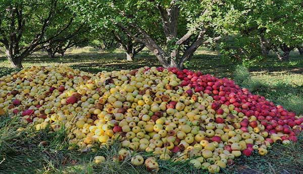 نقشه راه عملیاتی تولید سیب و جلوگیری از ریزش زودهنگام تدوین شود